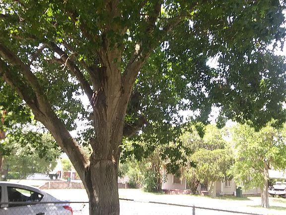 5th image of 1533 W Levee St