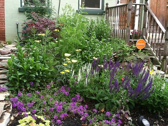 Garden in bloom