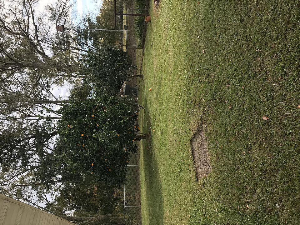 Back yard with Citrus trees.