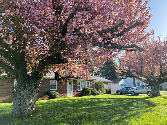 Maintained cherry trees bloom every spring -- these are the biggest ones our industry experts have ever seen!