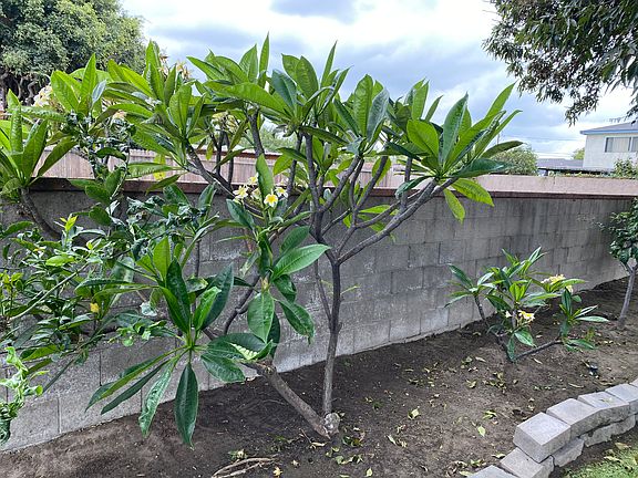 plumeria and citrus trees