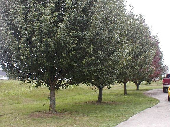 Mature Pear Trees line the cement drive..