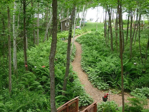Fern walking path to lake