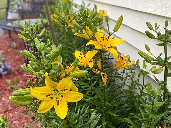 Perennials in front of house.