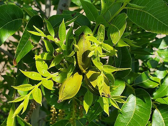 Pecans