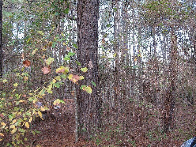 1st image of LOT 6 Clarkwood Trl NE