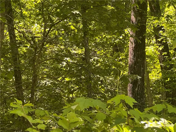 Terrapin Rd, Harrison, AR 72601