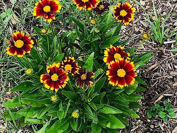 Native plantings