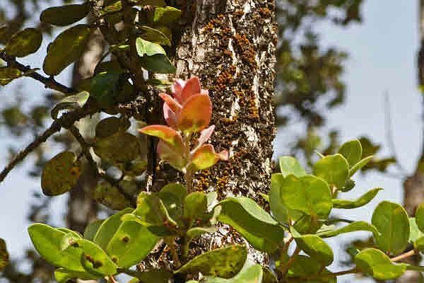 The colors of the Ohia lot 12