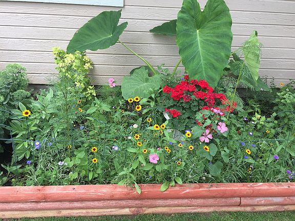 The elephant ears are huge 