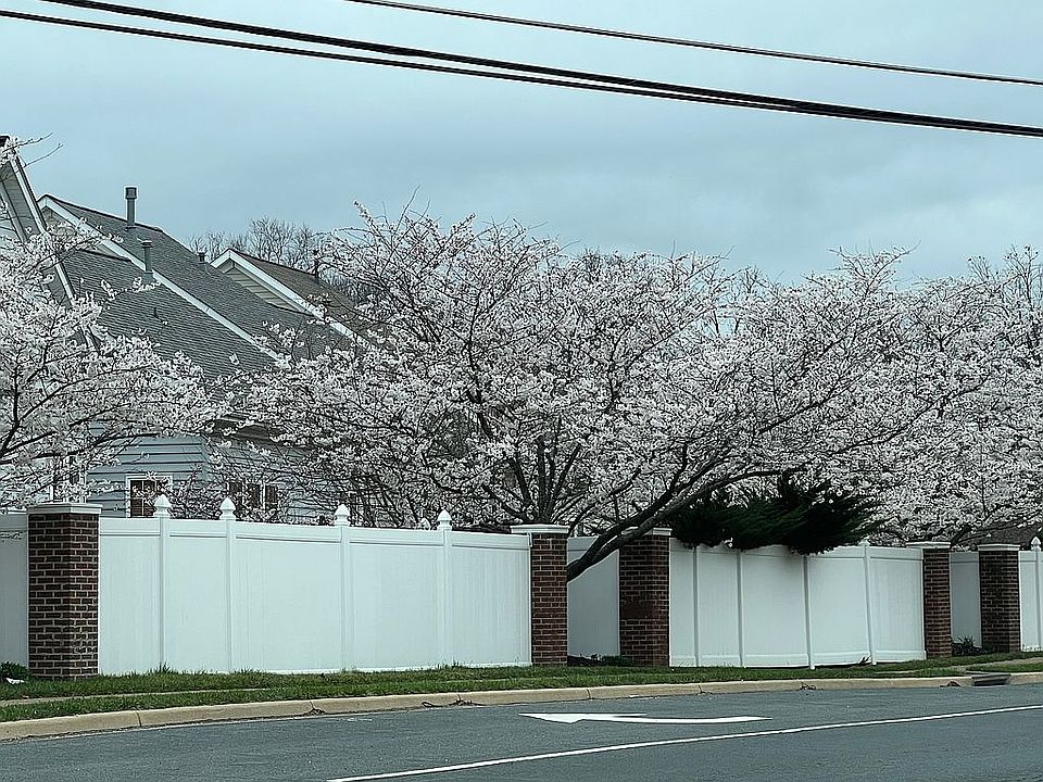 Cherry Blossom Time