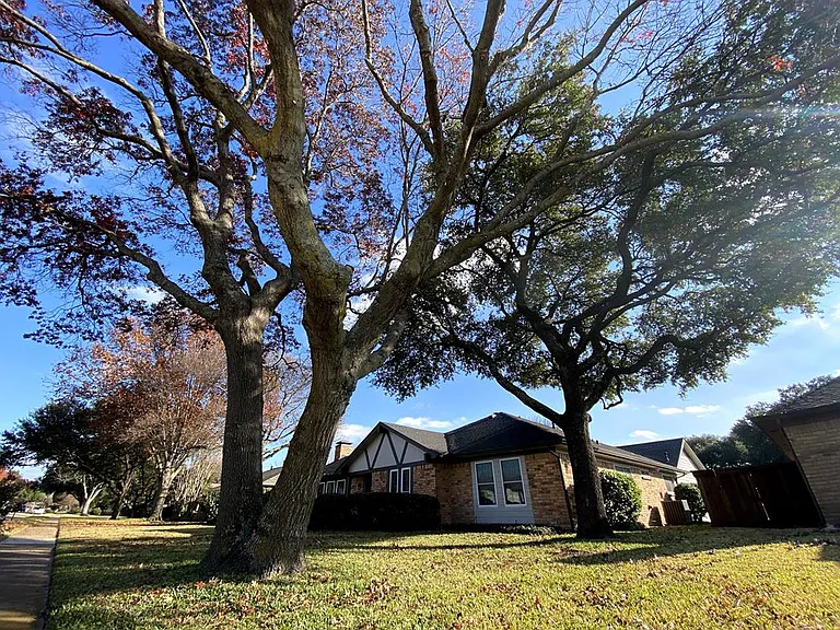 Large oak trees in the front yard
