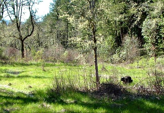 Meadow.