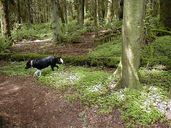 miles of trails to walk
