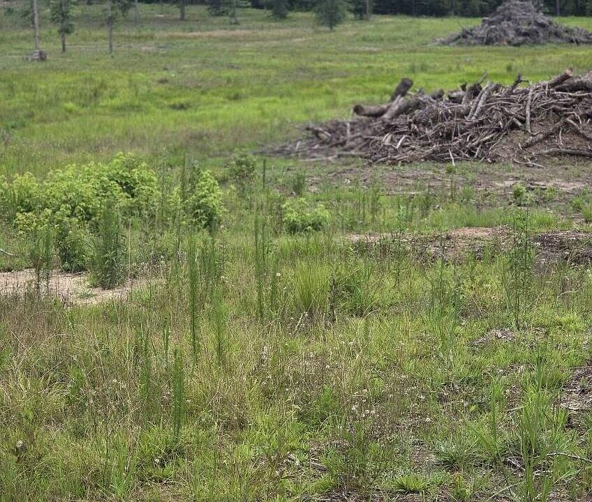 2nd image of 365 Shagbark Way
