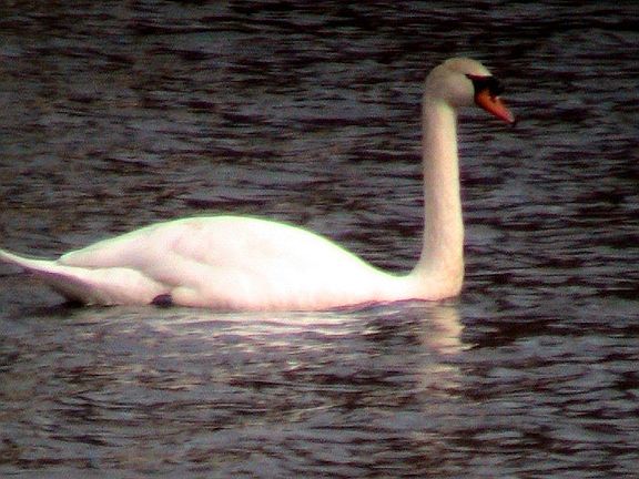Swans live on the lake