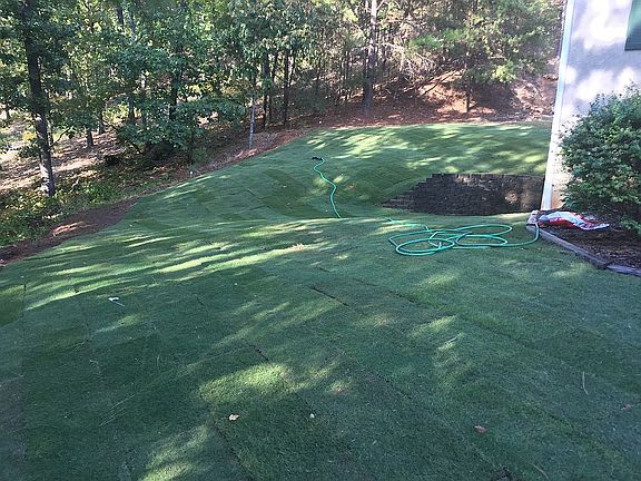 More zoysia sod