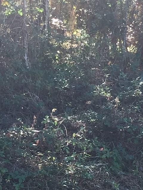 1st image of 410 Pine Lake Dr