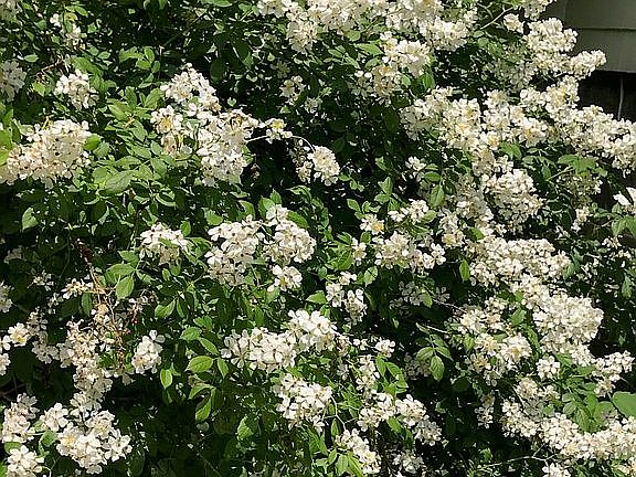 Spring blooms
