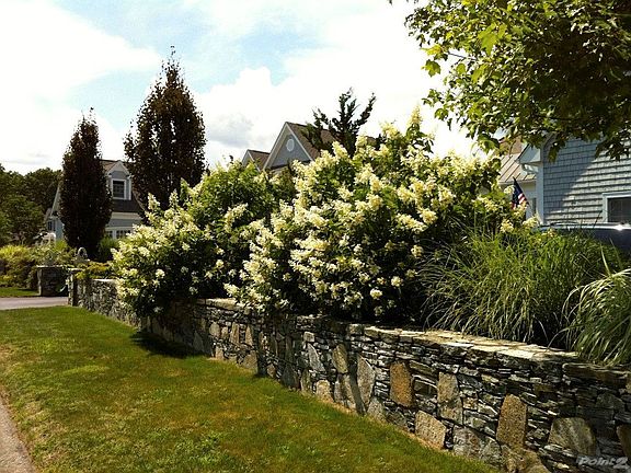 Hydrangeas in full bloom