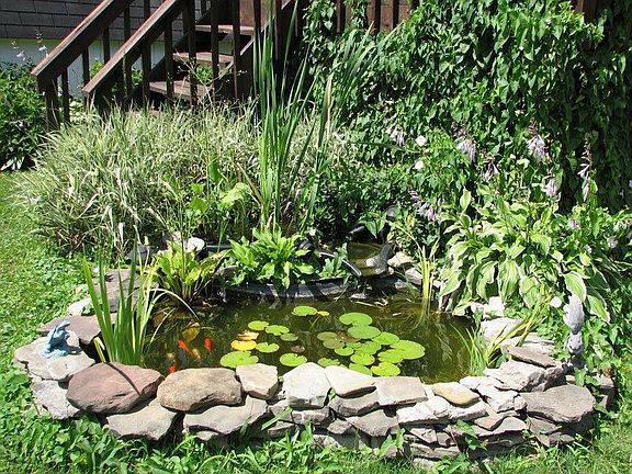 gold fish pond