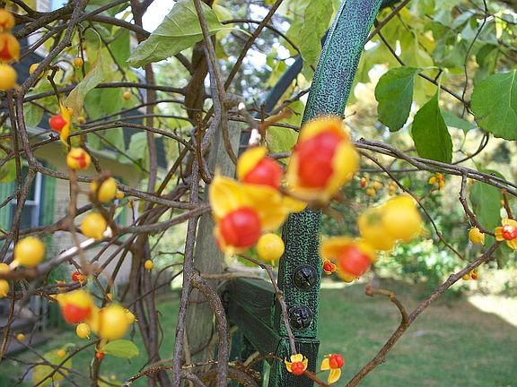 American bittersweet