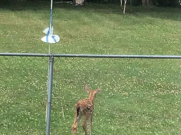 Wildlife