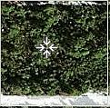 3rd image of 18 Gaillardia Dr