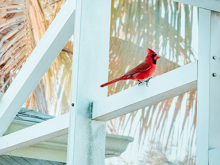Daily cardinal sightings