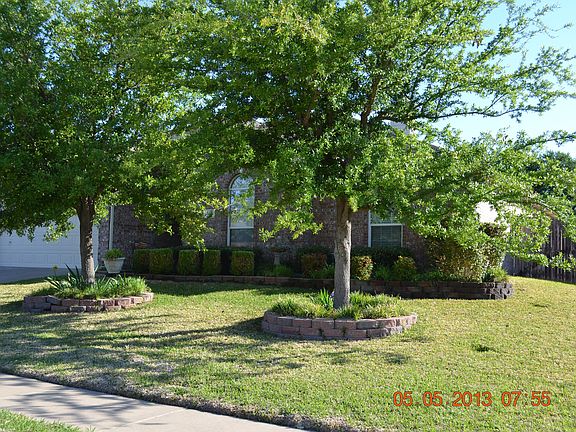 Large Live Oak trees