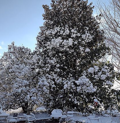 100 year old trees in back 