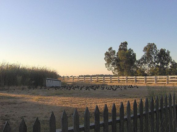 More Ducks in Pasture