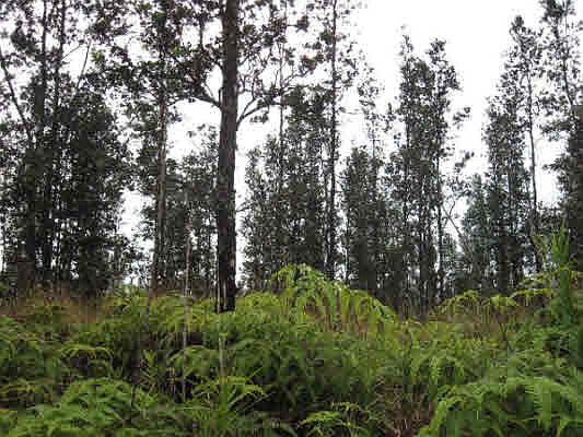 1st image of Road 9 Koloa Maoli Lot 5396