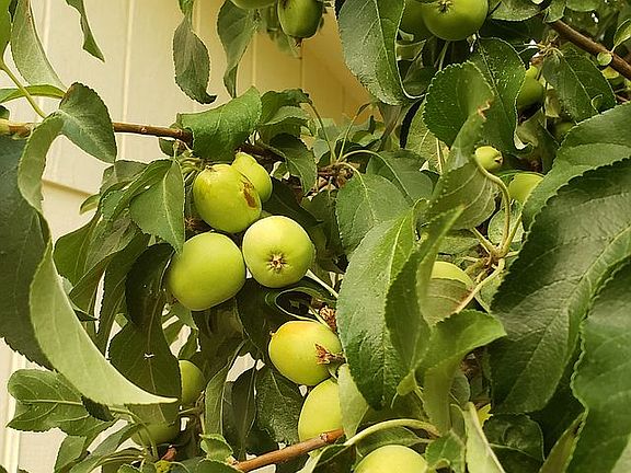Abundant apple trees!