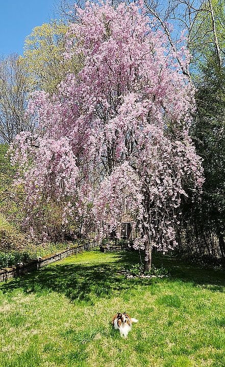 Backyard cherry in bloom