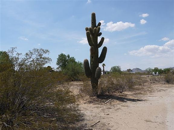 Mature saguaro