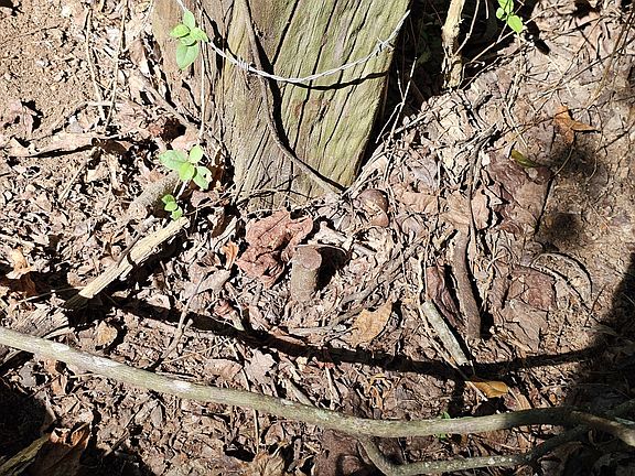 This iron pin approximates the northwest corner of the property.