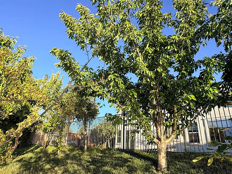 Hillside fruit trees offering seasonal harvests