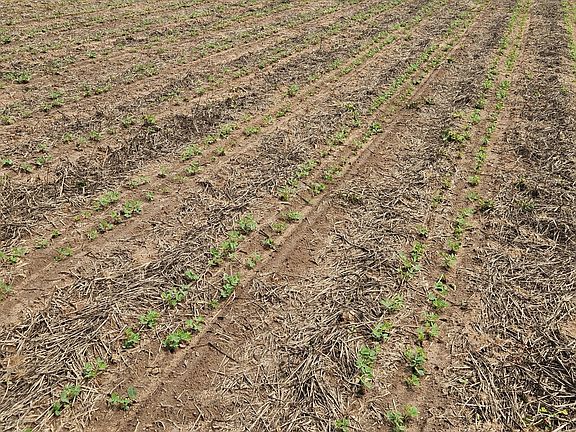 Double row Peanuts