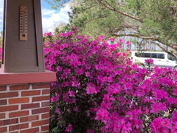 Mature trees & bushes