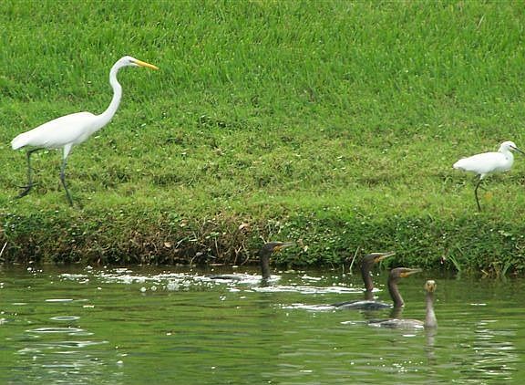 Florida Wildlife on Lake
