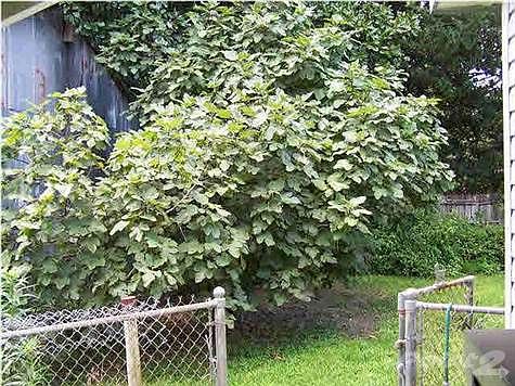 5th image of 7607 Shamrock Dr