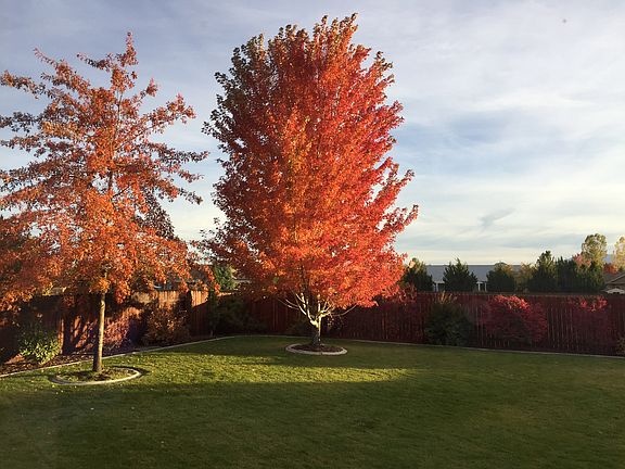Fall Colors - Maple and Oak