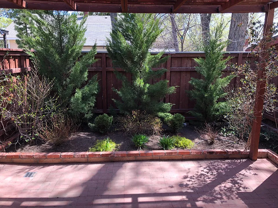 Back yard