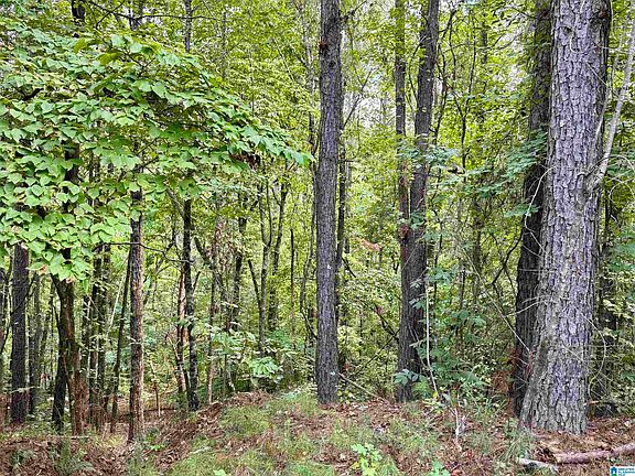 4th image of Lane Branch Rd #19.28