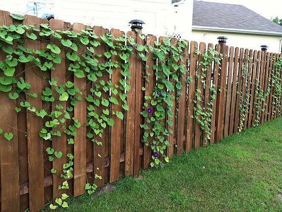 Morning Glory/6' Fence
