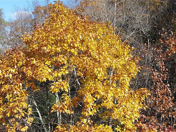 5th image of 84 Peas Eddy Rd