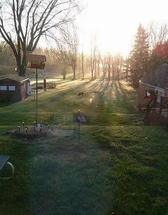 Back yard in early morning