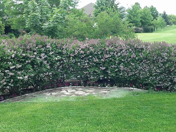 Lilac bushes in back yard
