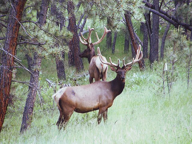noted for trophy Elk